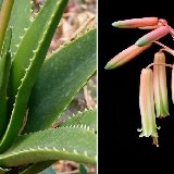 Aloe X delaetii (hybr.) available 10.5cm and 12cm Ø